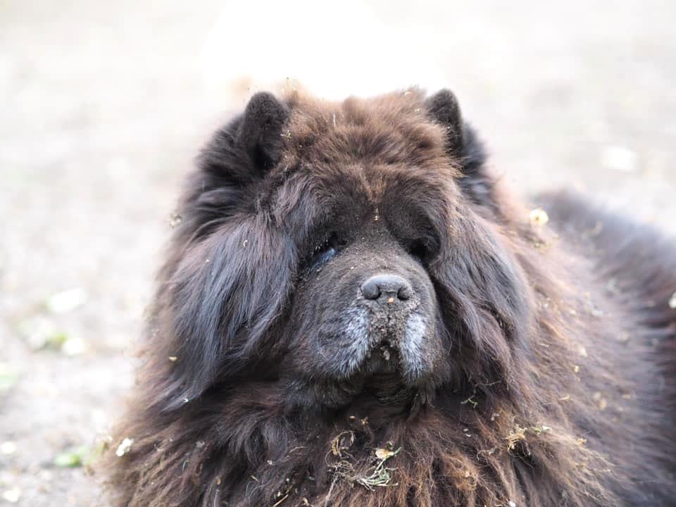 Chow Chow Liefhebbers