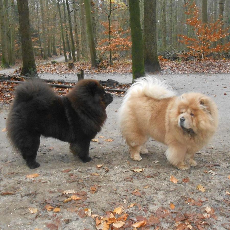 Chow Chow Liefhebbers